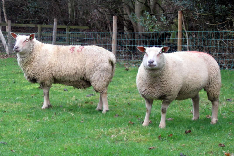 In-lamb ewes exported to Belgium